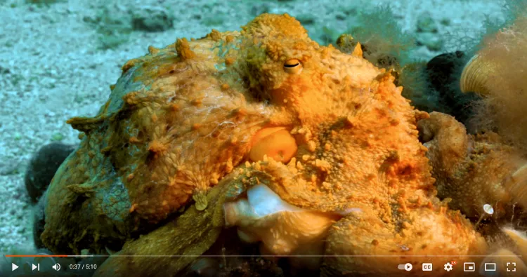 Screenshot from Lorenzo Moscia’s video Underwater World 