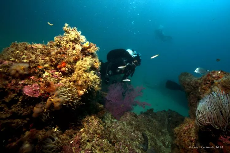 Sample images of diving in Portugal provided by Diving Talks.