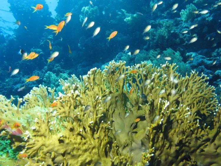 Fire corals have a bright yellow-green and brown skeletal covering and are widely distributed in tropical and subtropical waters
