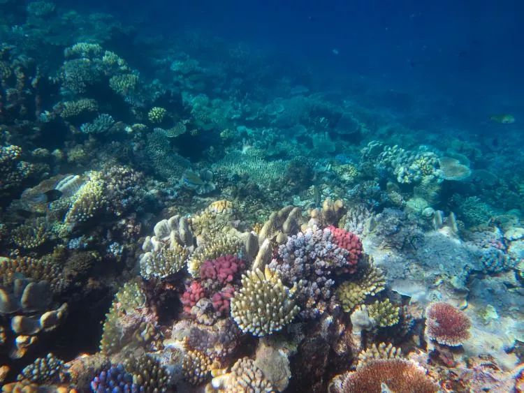 AIMS' Long-Term Monitoring Program measures the status and trend of reefs in the Great Barrier Reef World Heritage Area.