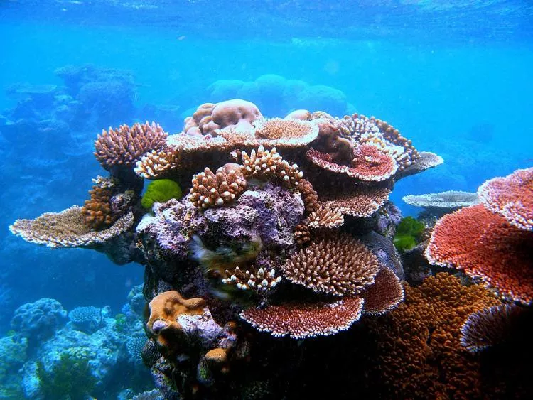 Corals on Flynn Reef, part of Australia's Great Barrier Reef