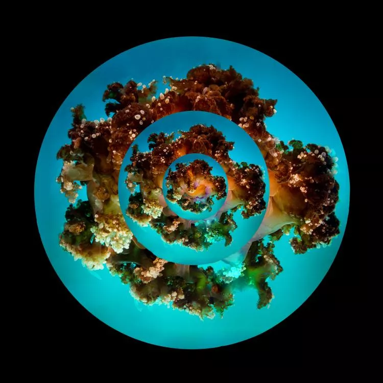 Image 3. Concentric Jellyfish, composite image by John A. Ares