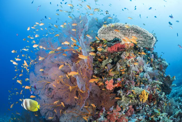Blacklip butterflyfish, scalefin anthias, and large sea fans at Instant Replay. Photo by Matthew Meier