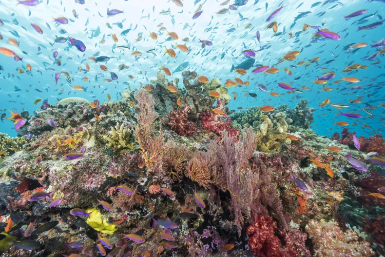Scalefin and magenta slender anthias swimming above sea fans and colorful soft corals at Caesar’s Rock, Coral Coast. Photo by Matthew Meier