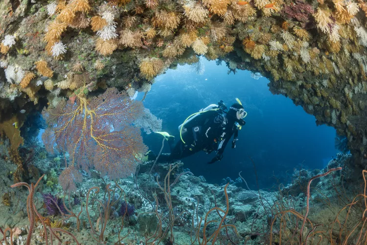 Diver with yellow, white and brown soft corals at Golden Arch. Photo by Matthew Meier