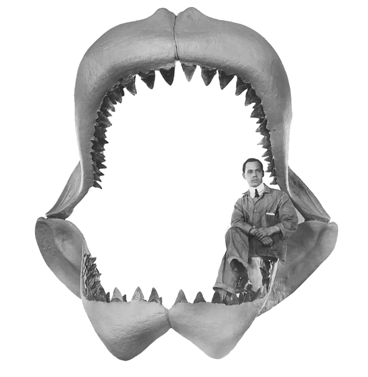Reconstruction of a megalodon's jaws