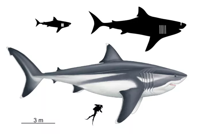 Visualization of megalodon's body dimensions as compared to present day shark species. Adapted from Oliver E. Demuth (Adapted from illustration)