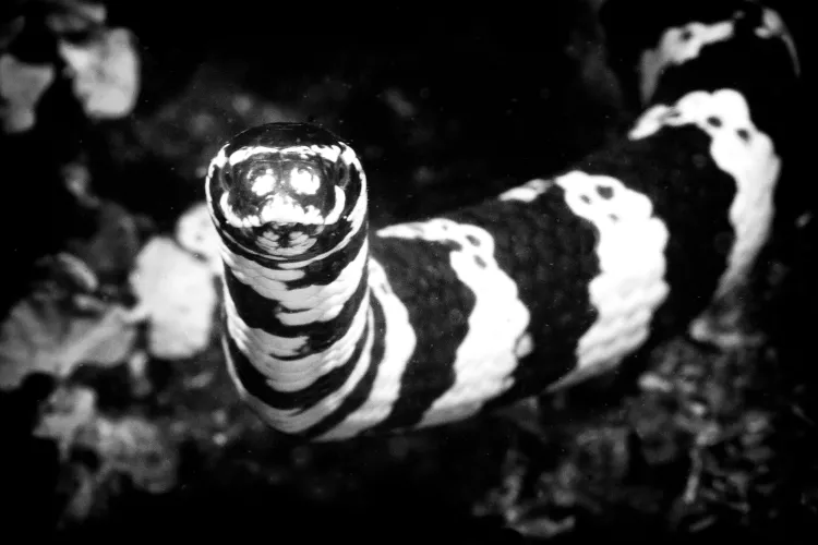 Sea snake, photo by John Ares