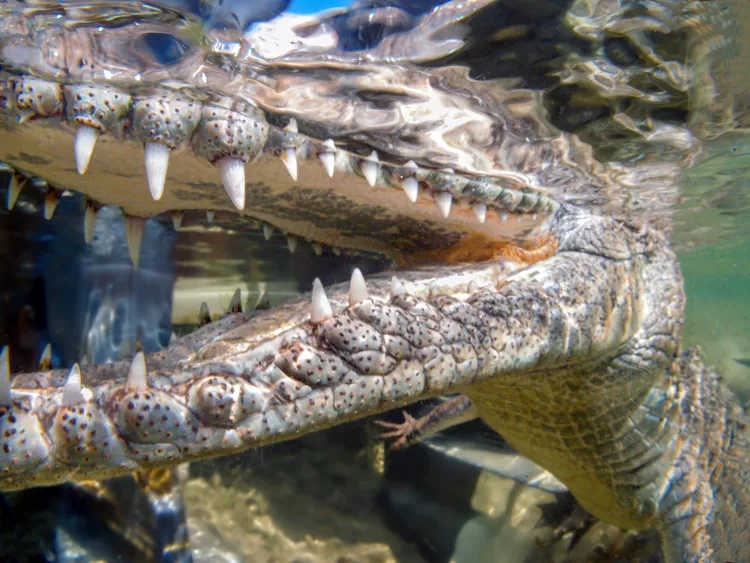 American crocodile, photo by Olga Torrey