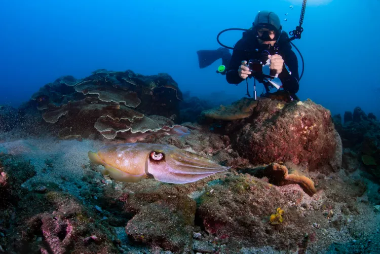 Diver with cuttlefish. Photo by Kyo Liu