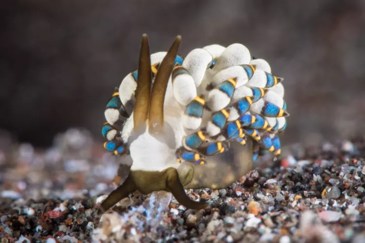Nudibranch, photo by Brandi Mueller