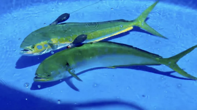 The mahi-mahi were tagged before being released back into the ocean.