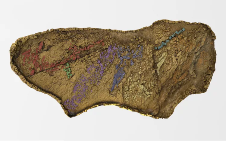 3D-model image of the Shonisaurus popularis fossil bed at Quarry 2 in Berlin-Ichthyosaur State Park, Nevada. Fossilised bones have been color-coded, with each color corresponding to a different skeleton.