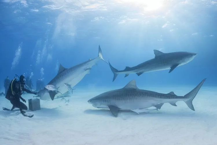 Three large, female tiger sharks approaching the feeder, Tiger Beach, Bahamas