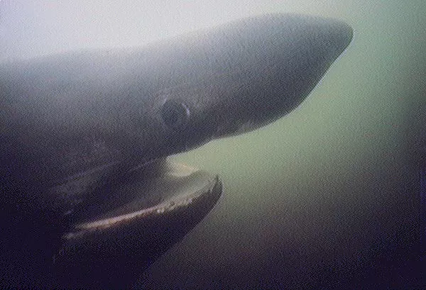 Head of a Basking Shark (Cetorhinus maximus)