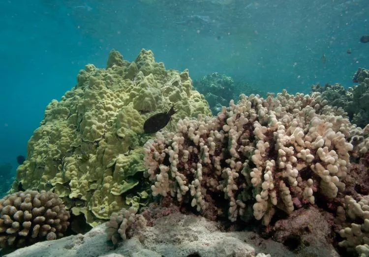 Coral species from left to right: cauliflower coral (Pocillopora meandrina), lobe coral (Porites lobata), and finger coral (Porites compressa). 