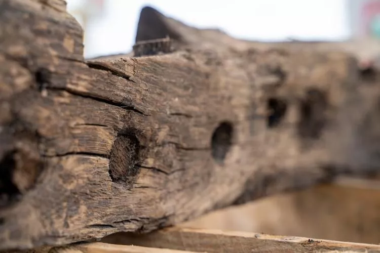 Detail of a rare Elizabethan ship found at a quarry in Kent