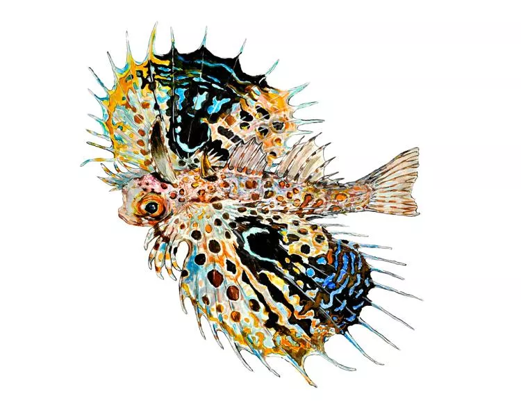 Juvenile Flying Gurnard, 12in x 18in, watercolor on paper by Nate Wilson