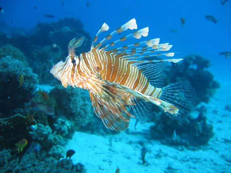 Lionfish are an invasive species taking over coral reefs and preying on native fish in the Atlantic Ocean’s waters