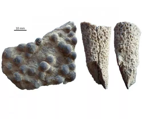 Reef-forming sponges, Early Triassic era.