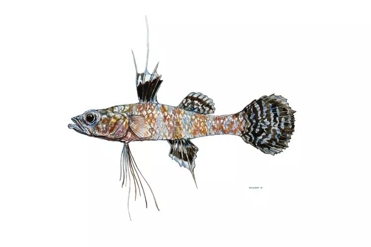Eilpern’s Gudgeon, 16 x 12in, watercolor on paper by Nate Wilson