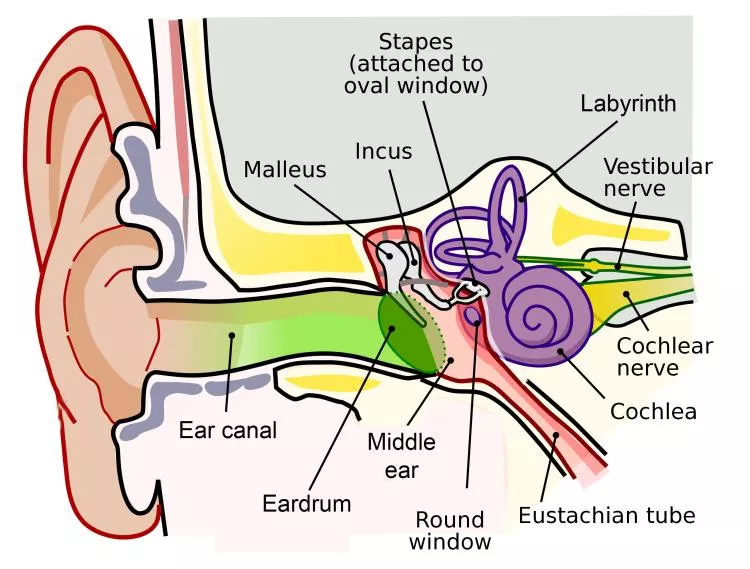 Diagram of the ear