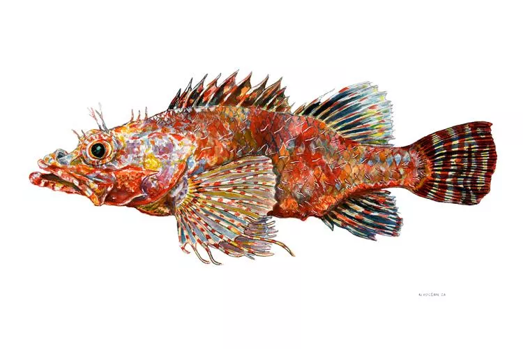 Scorpaenodes bathycola, scorpionfish, 12 x 16in, watercolor on paper by Nate Wilson