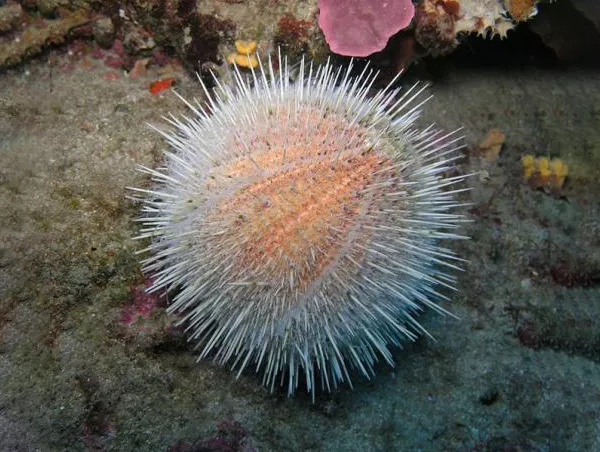 Sea urchins move slowly, crawling with tube feet, and also propel themselves with their spines