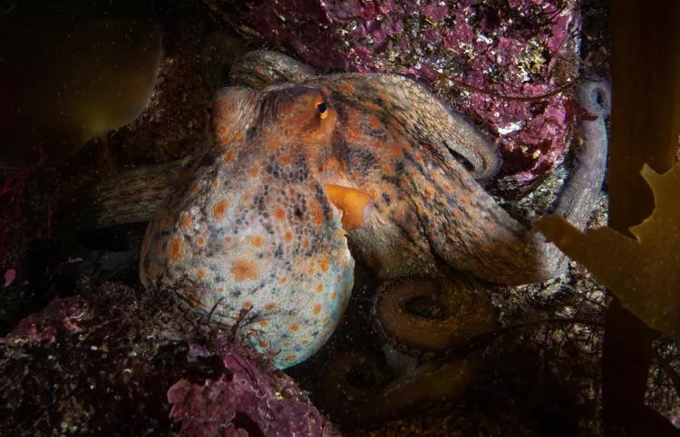 Octopus at Ponta da Passagem, Sesimbra, Portugal