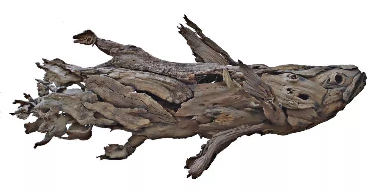 Coelacanth, driftwood sculpture by Tony Fredriksson