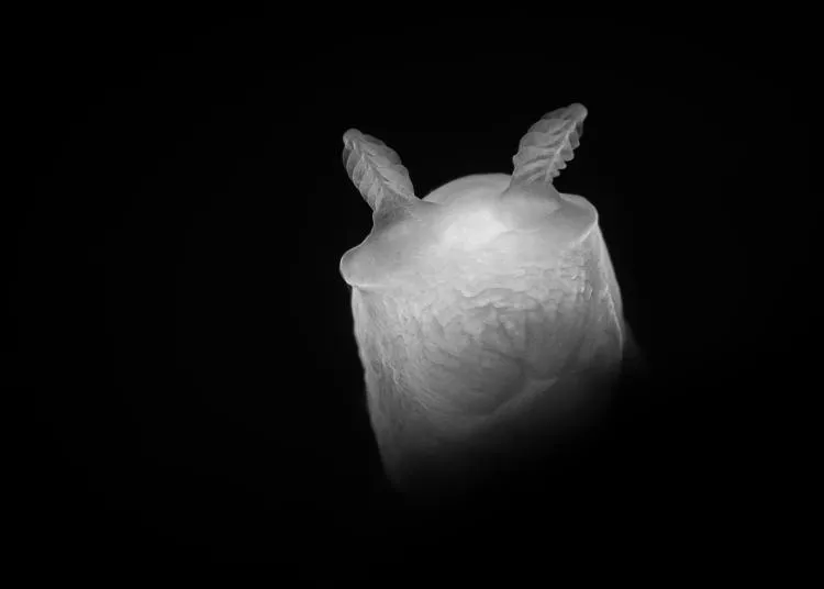 Ghost nudibranch, photo by Kate Jonker
