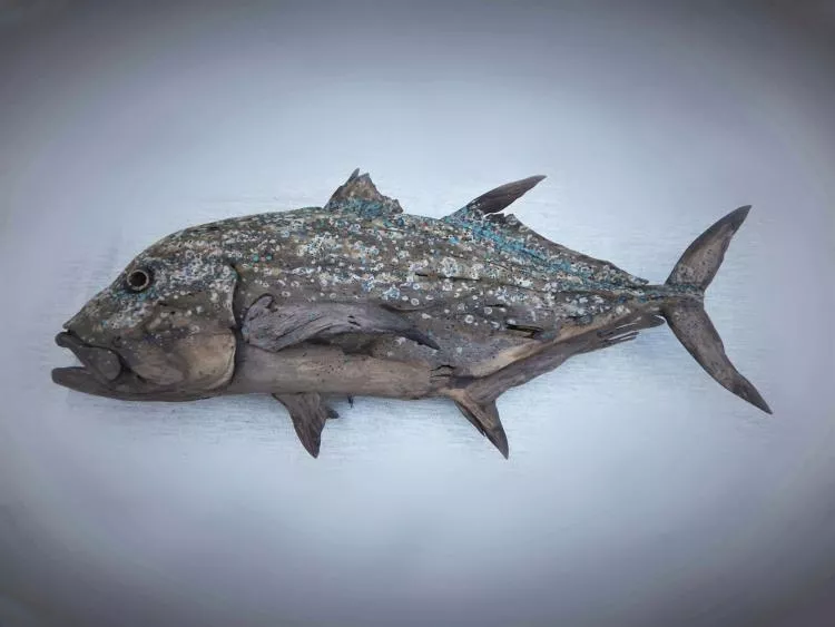 Bluefin Trevally driftwood sculpture by Tony Fredriksson