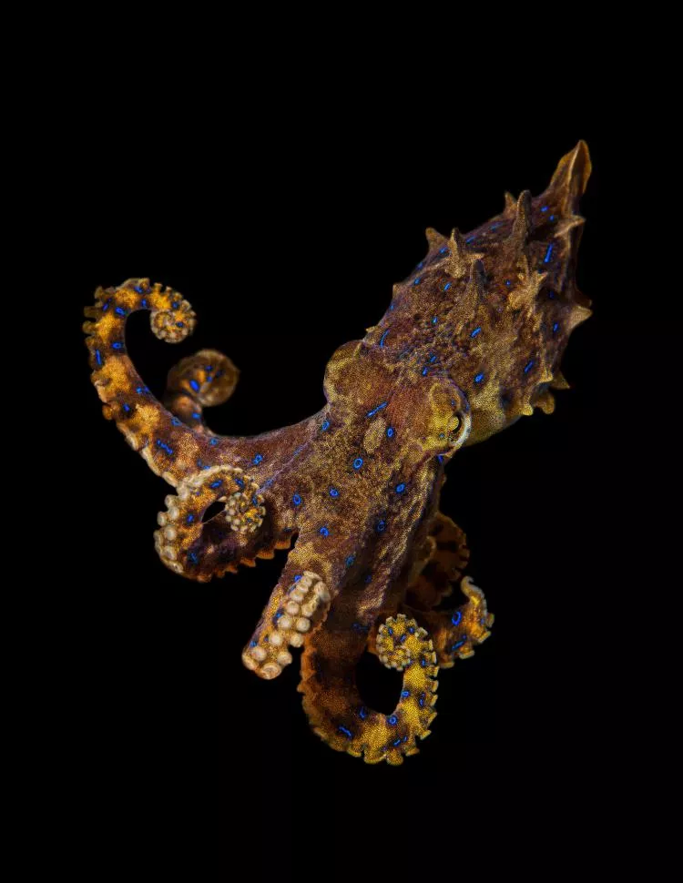 Photo 1. Blue-ringed octopus of 6 cm
