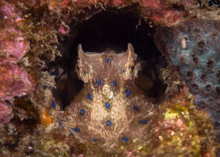 Photo 2. A blue-ringed octopus in its den displays bright blue rings to warn off aggressors. 