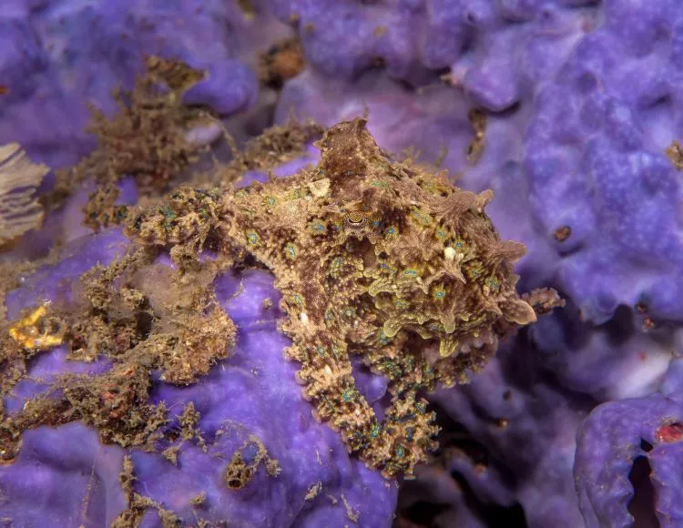 Photo 3. Blue-ringed octopus on purple sponge.