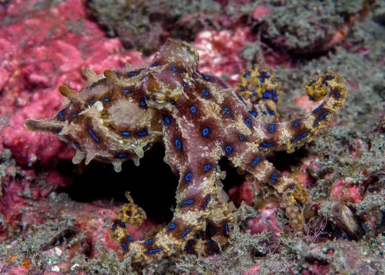Photo 4. An angry blue-ringed octopus flashes its bright blue rings as a warning.