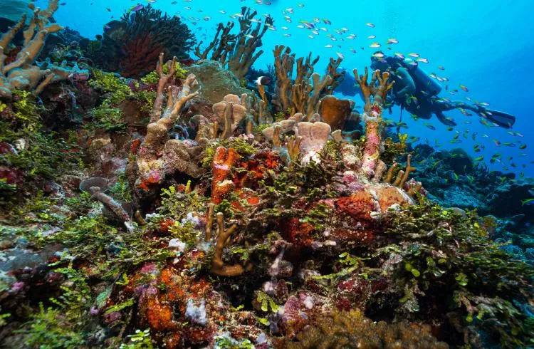 Divers swim over lush coral reef garden at Fuvahmulah Island in the Maldives 