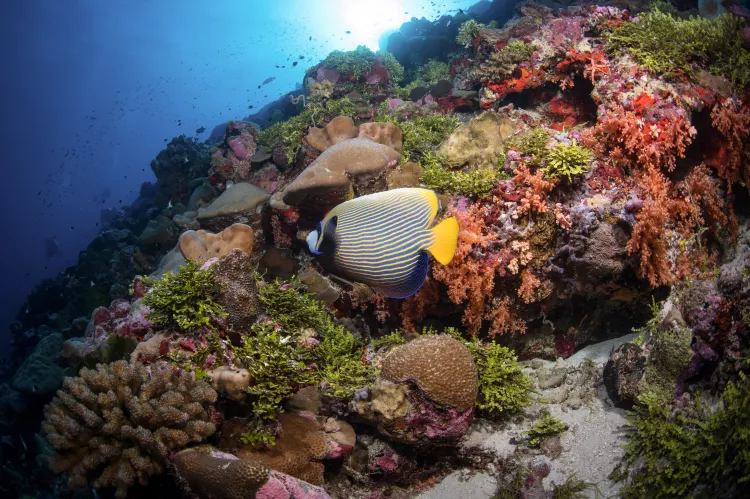 Emperor angelfish on reef at Fuvahmulah