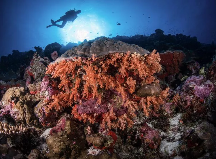 diver over soft and hard corals at Fuvahmulah