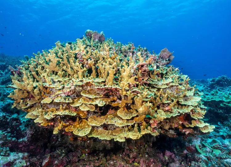 Colony of hard corals at South Gan Reef, Addu Atoll