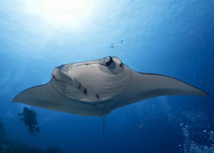 Manta ray at cleaning station in Addu Atoll