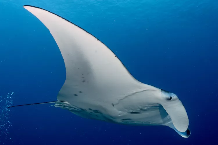 Manta ray at cleaning station in Addu Atoll. Photo by Raf Jah