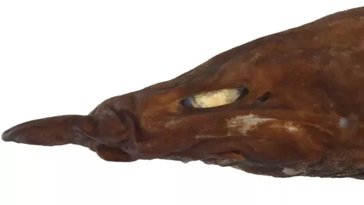 The new species of catshark has shiny white irises, which is unusual of a deep-sea species