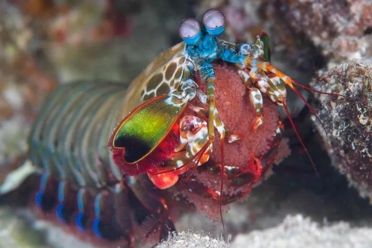 Peacock mantis shrimp, Guam.