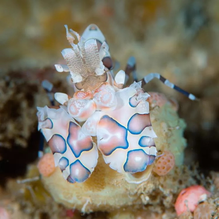 Harlequin shrimp, Guam