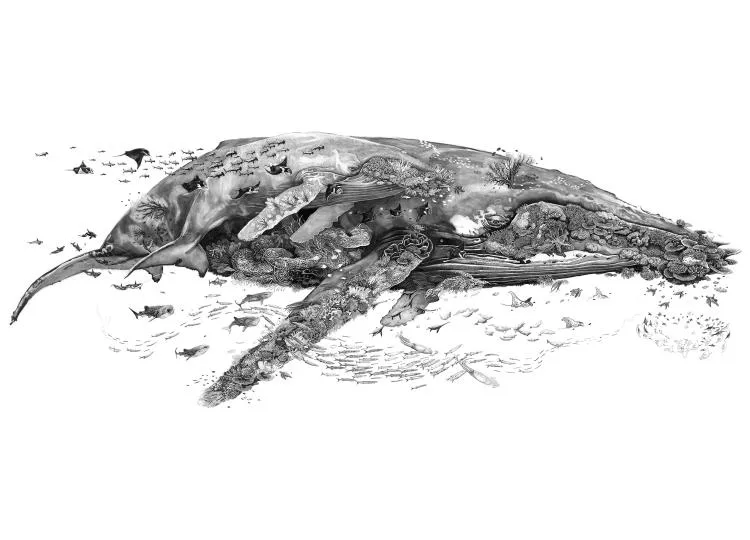Whaley McWhaleface, by Olivier Leger. Ink drawing on gesso,  1.2 x 2.2 metres