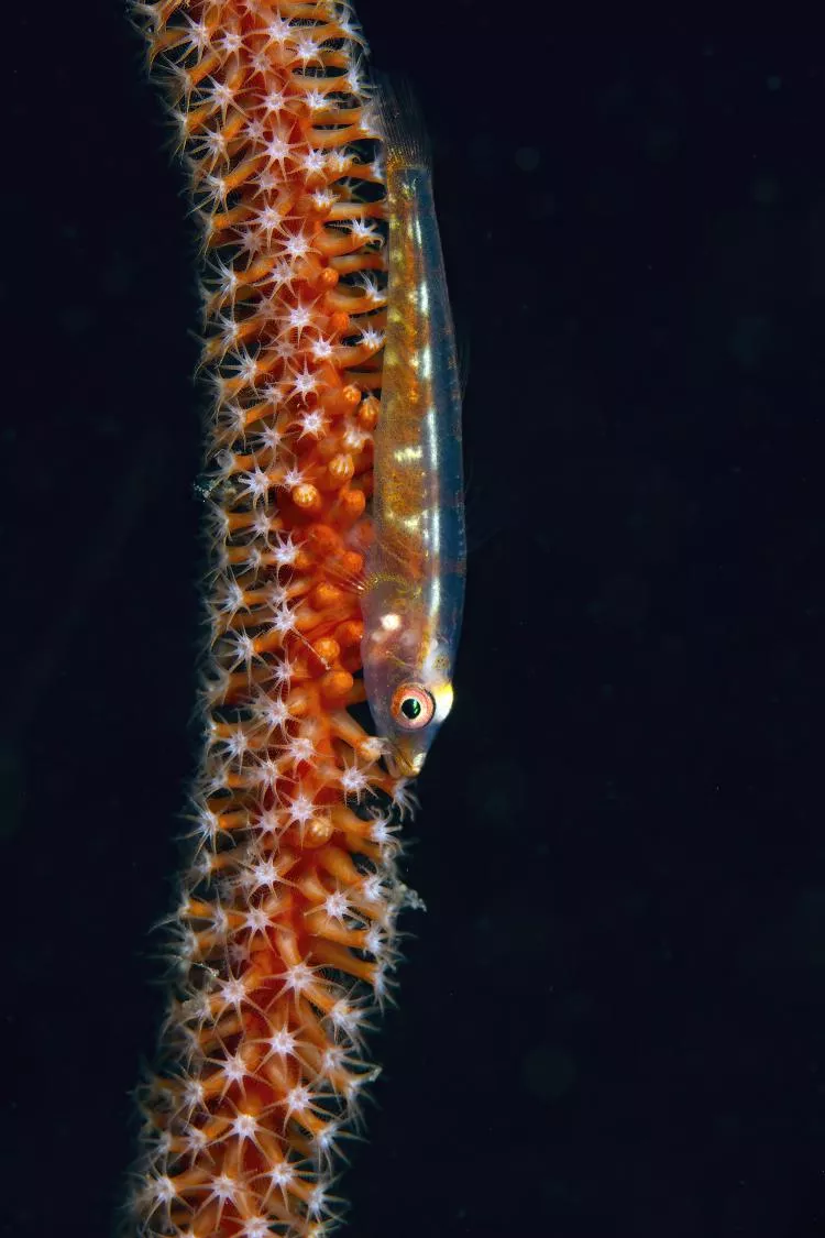Whip coral goby.