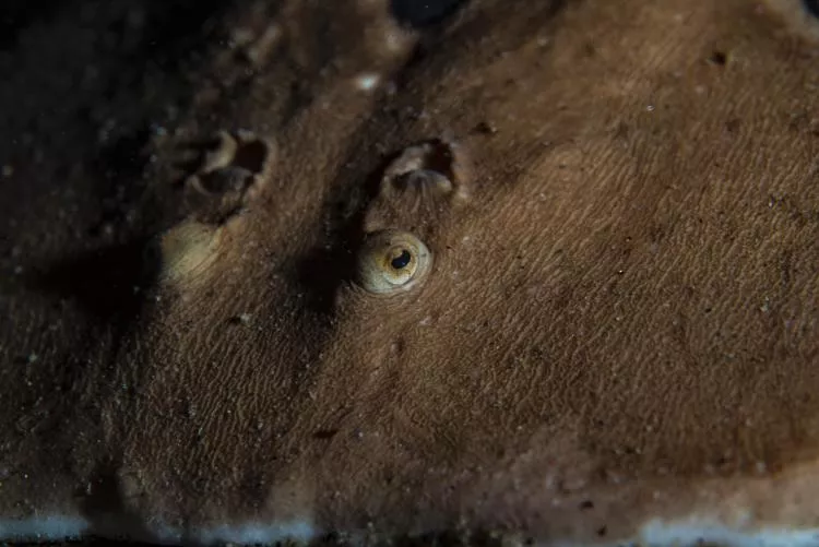 Common torpedo, or eyed electric ray