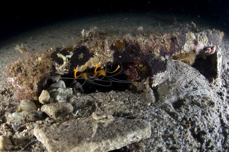 Pair of golden coral shrimp, Stenopus spinosus, peep out from under a ledge. Photographed on a night dive.