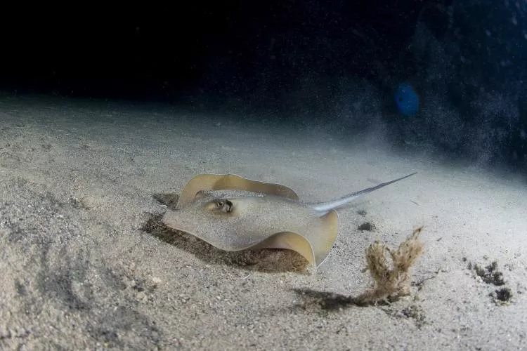 With a wide angle, you can shoot an animal in motion and give the sense of nocturnal immersion, as in this photo of a stingray 